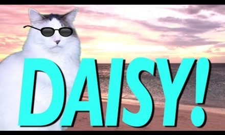 HAPPY BIRTHDAY DAISY! – EPIC CAT Happy Birthday Song – Birthday Songs