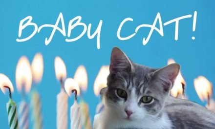 HAPPY BIRTHDAY KATHLEEN (from Baby Cat) – Birthday Songs