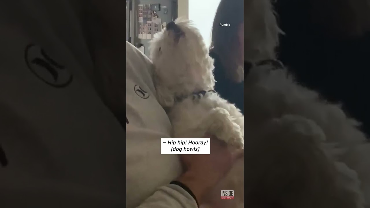 Pup Loves Singing ‘Happy Birthday’ #shorts – Birthday Songs
