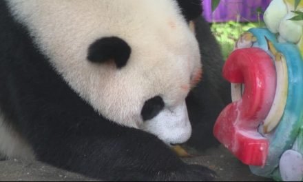 Happy Birthday, Xiao Qi Ji! National Zoo celebrates giant panda cub's 2nd birthday – Birthday Songs
