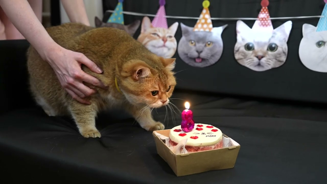 Happy birthday Hosico! – Birthday Songs